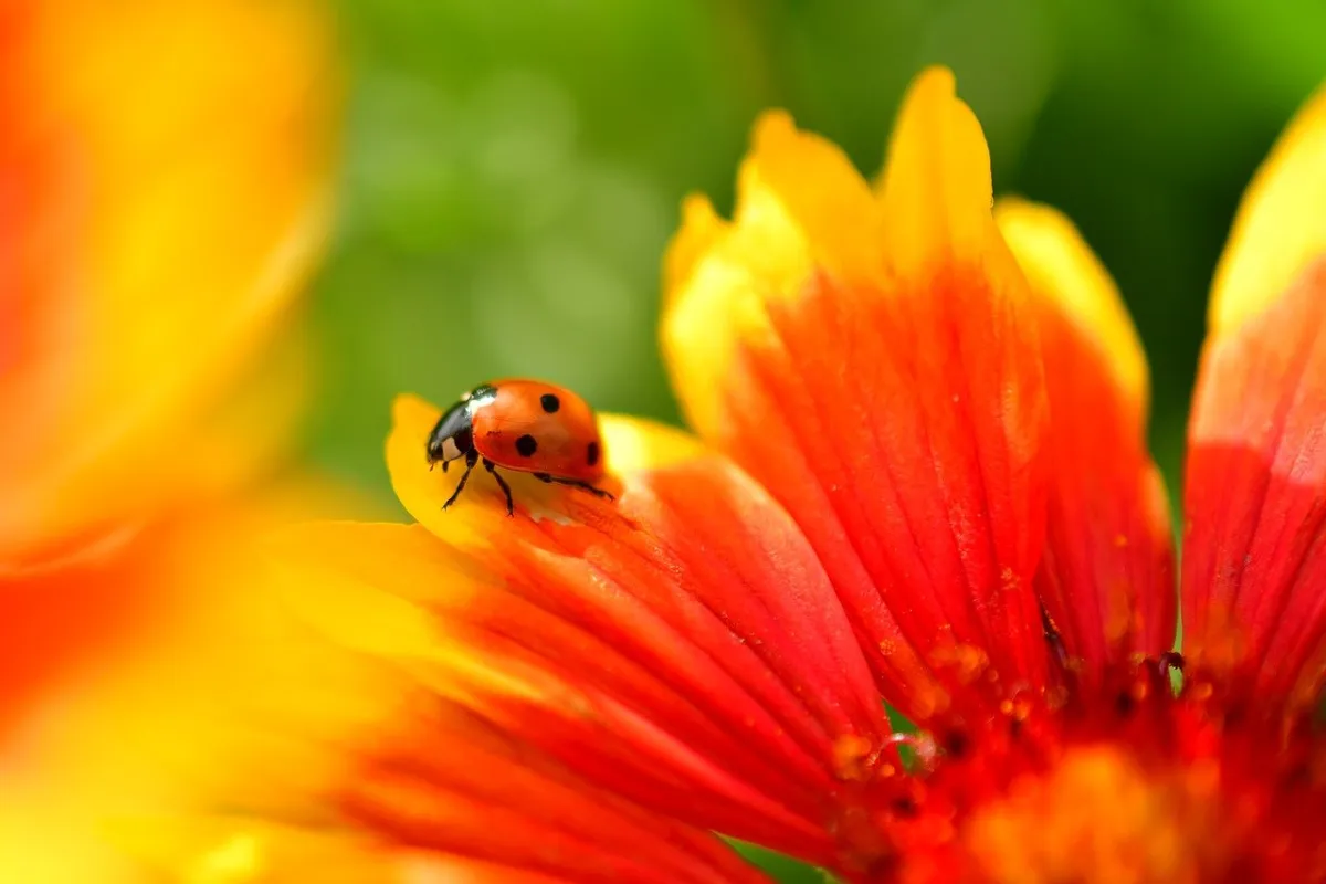 Progressive Delivery: Accelerate App Releases While Minimizing Bugs
