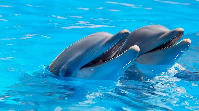 DolphinScheduler Tames Complex Data Workflows