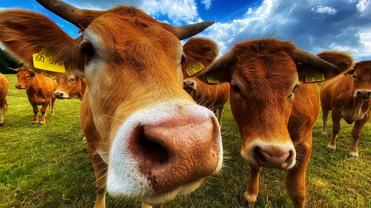 From Pets to Cattle: Going Cloud Native with Apache Kafka