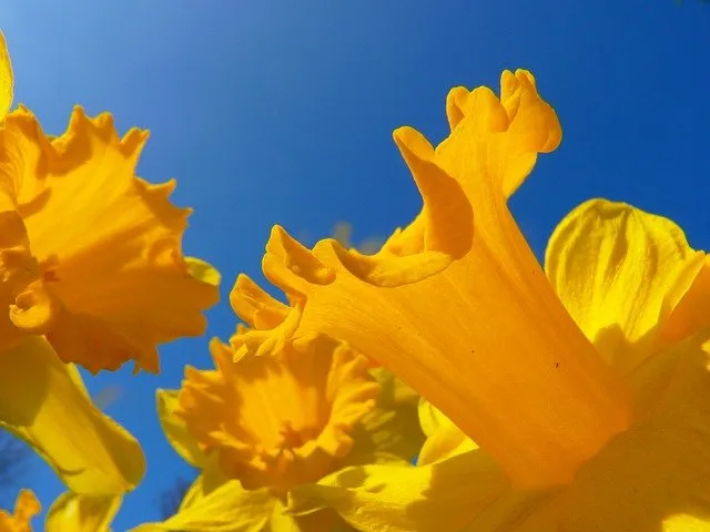 Apache Daffodil Tackles Problems of Universal Data Interchange
