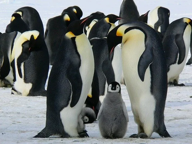 Linux Distros: Year in Review
