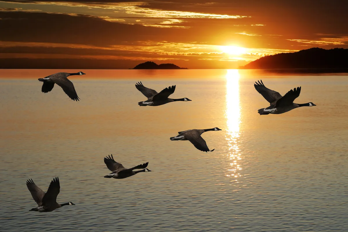 Sleeping Well at Night During a Live Cloud Migration in a VMware Environment
