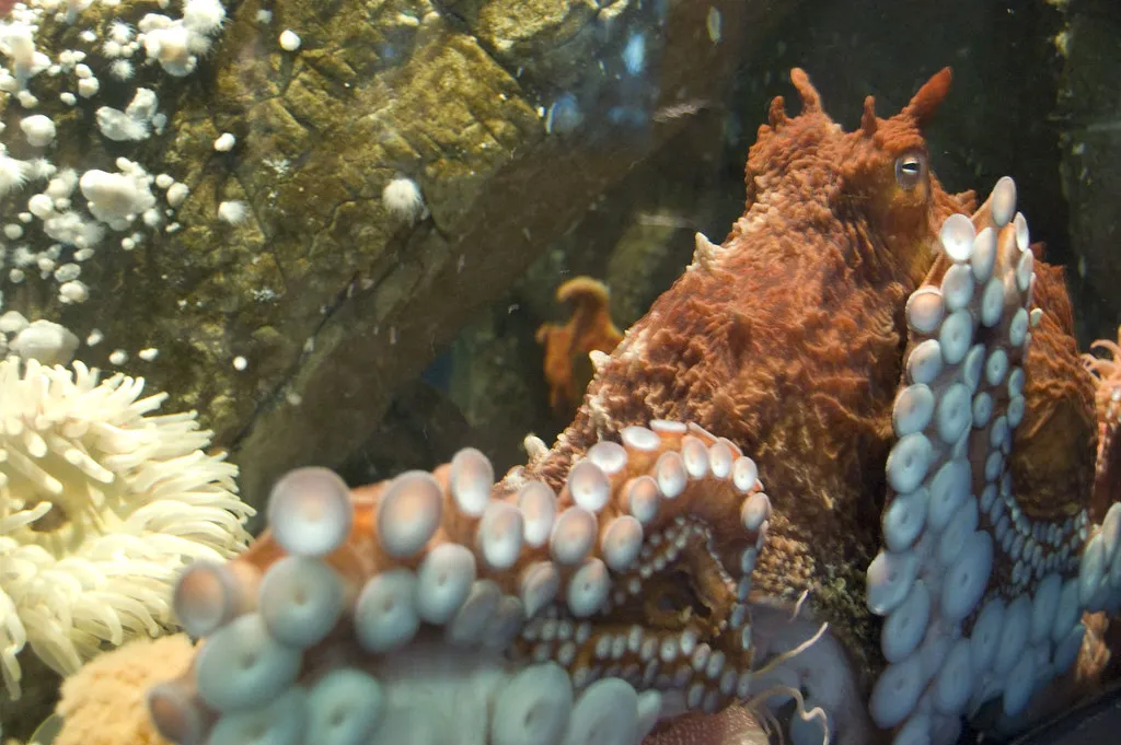 Octopus Dives Deep into Deployment