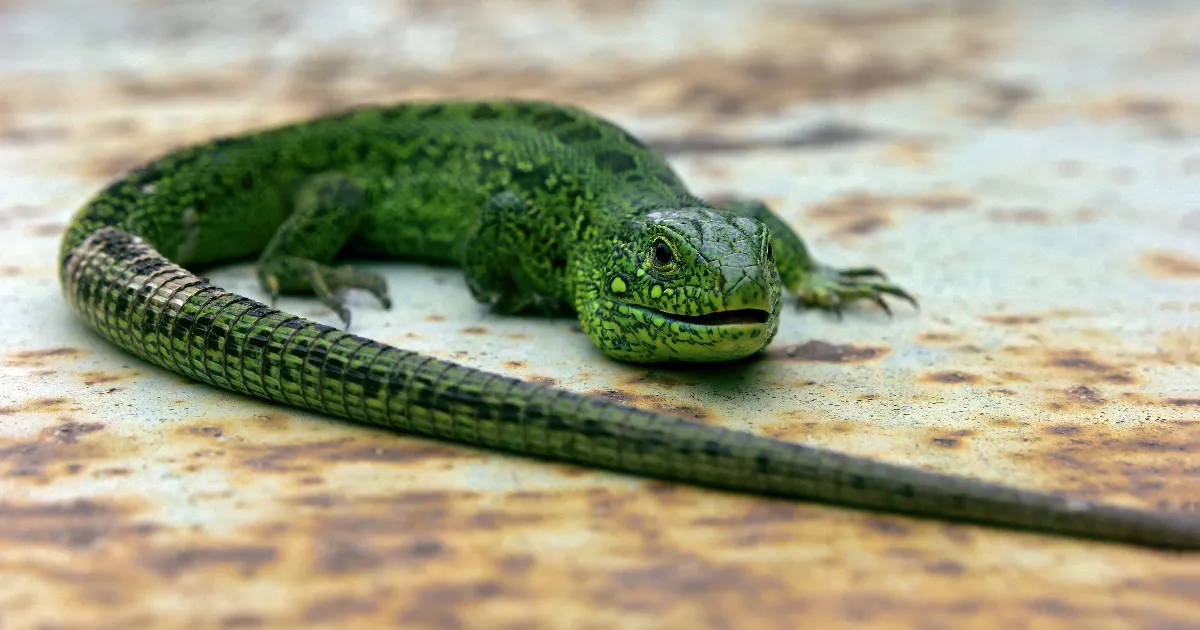 Building Stronger Human Teams by Managing the Inner Lizards