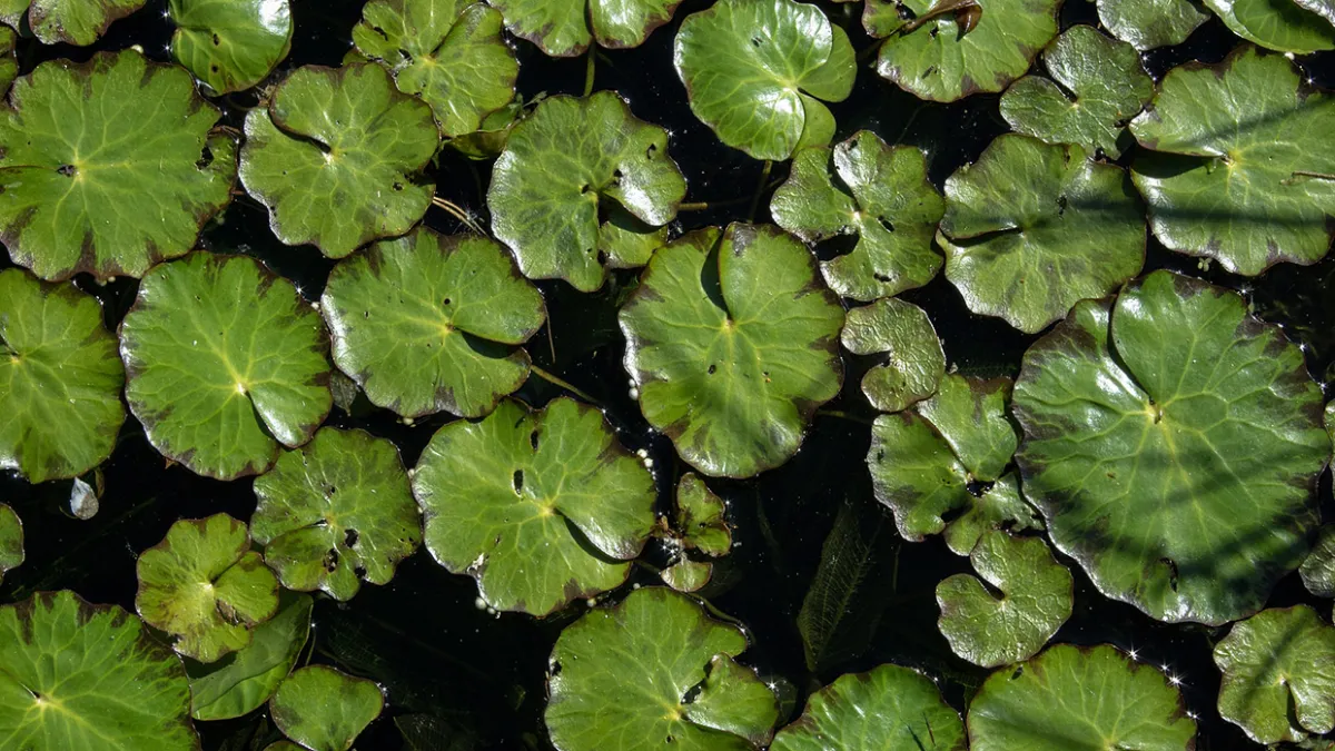 JFrog’s Private Distribution Network For Developers