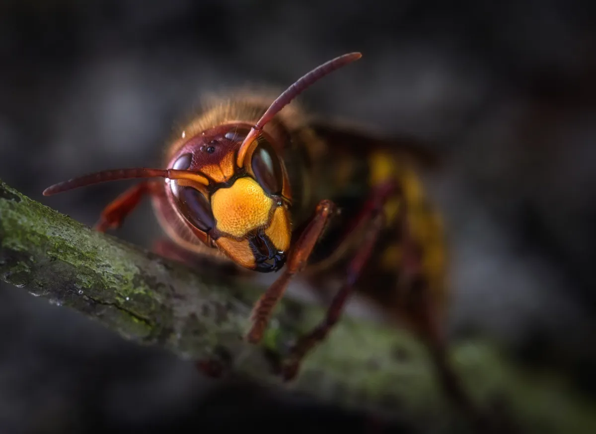 OWASP Top 10: A Guide to the Worst Software Vulnerabilities
