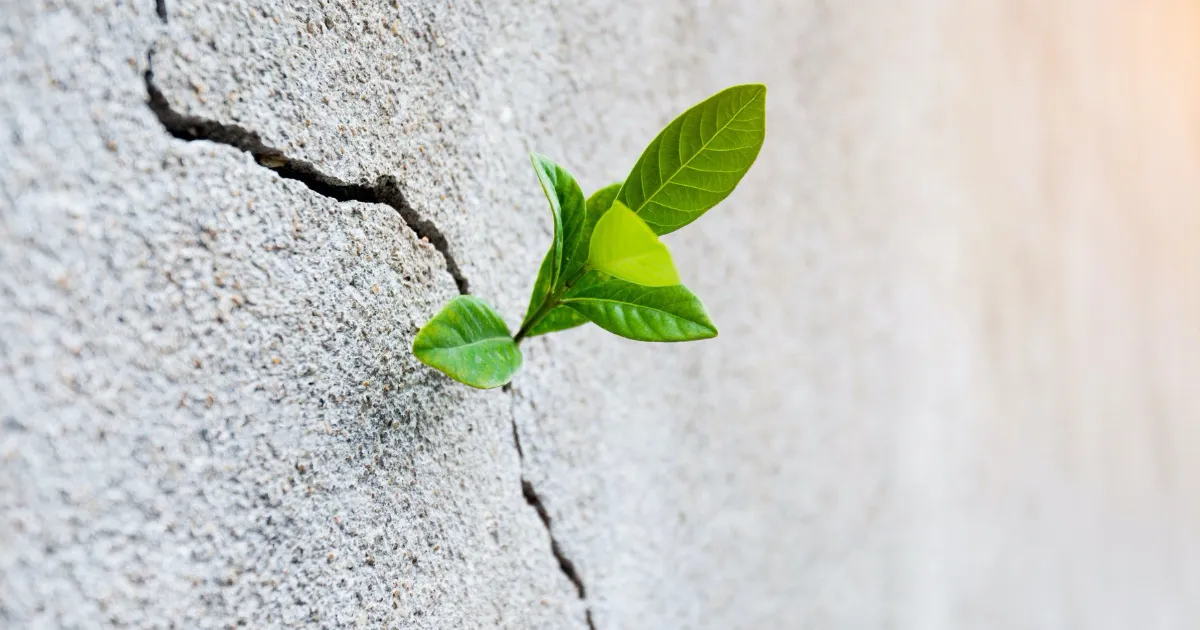 Using Emergence and Scaffolding to Address Complexity in Product Development