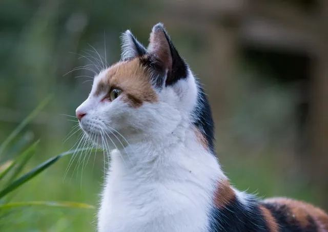 Calico Enterprise 3.9 Brings Live Packet Troubleshooting