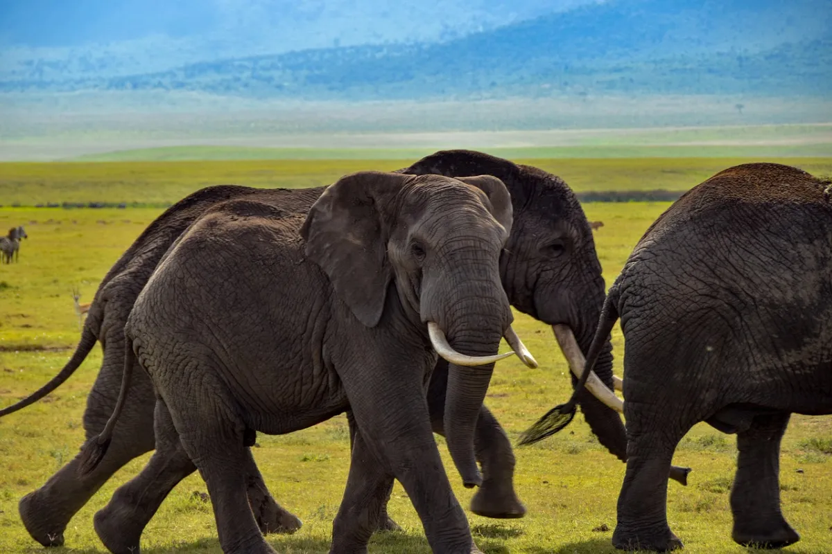Optimizing Compute in the Post-Hadoop Era