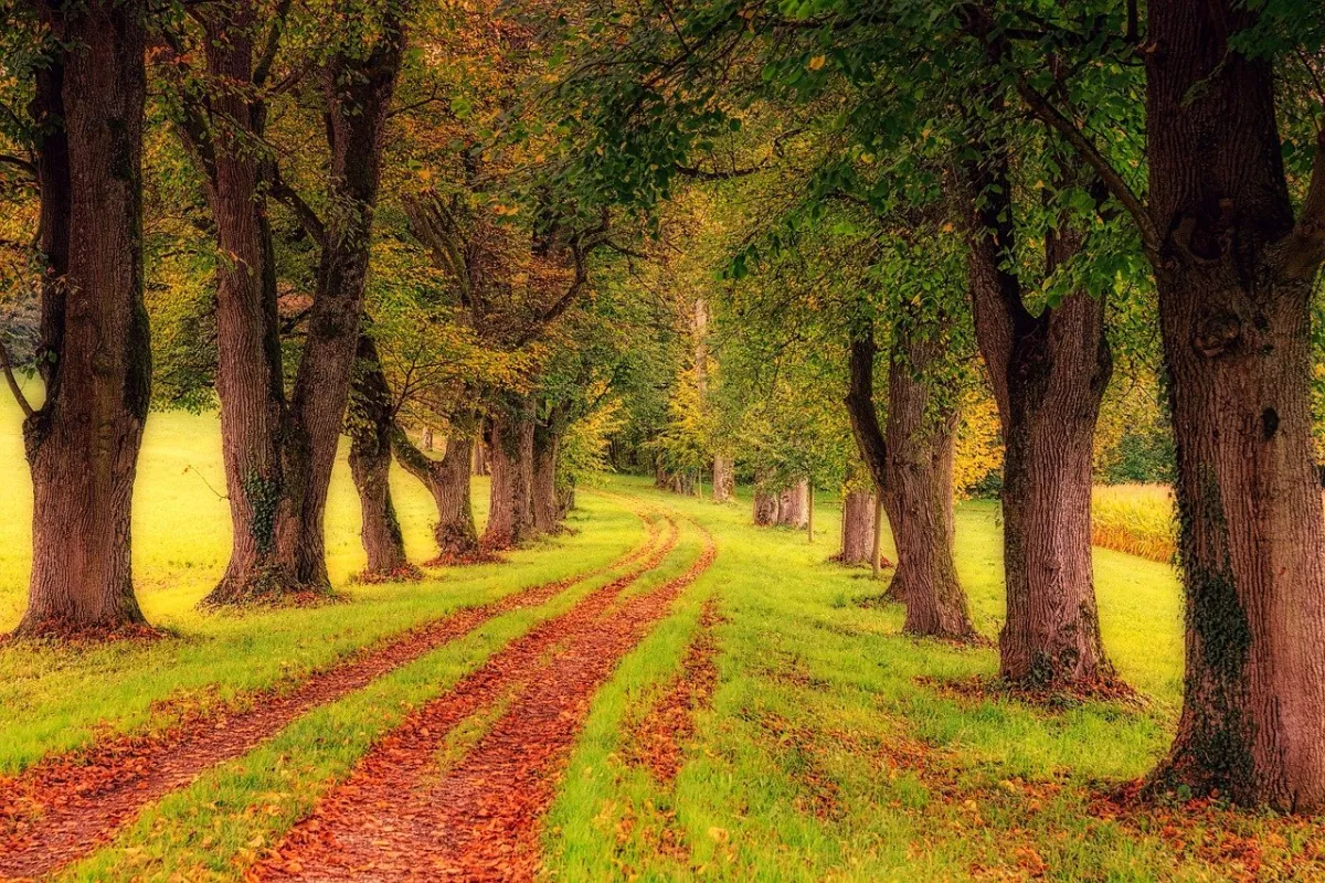 Duplication, Not Consolidation: The Path Forward for Apps