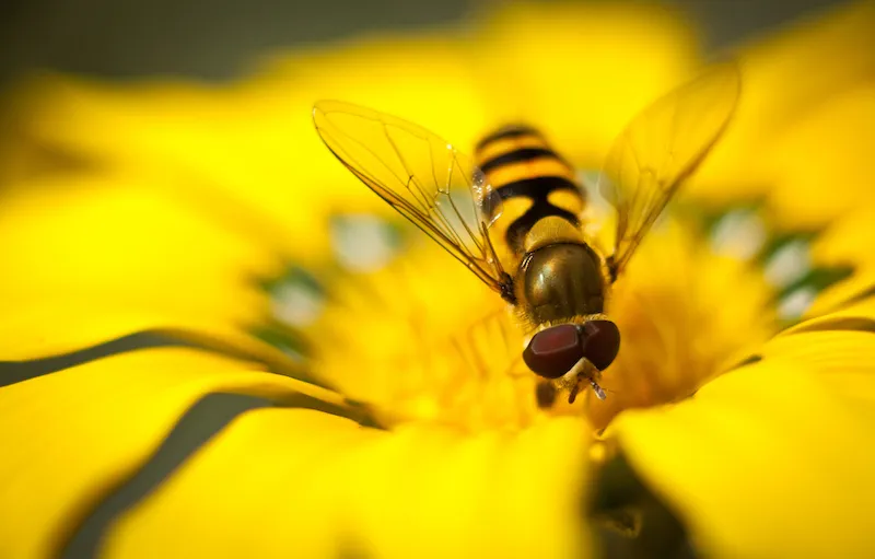 Service Virtualization Meets Java: Hoverfly Tutorial