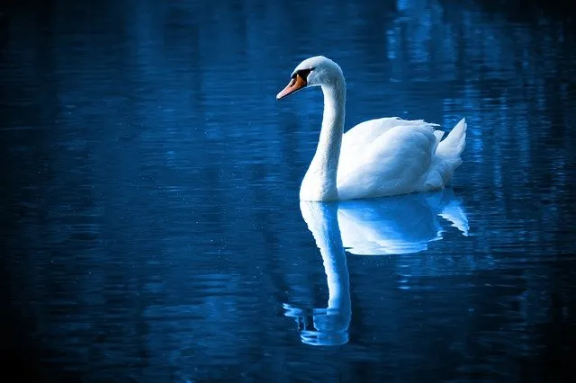 WSO2 Ships ‘Swan Lake’ Beta Release of Ballerina Programming Language