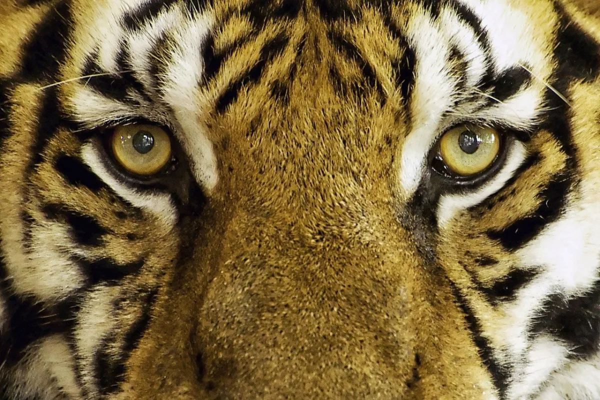 Introducing TigerGraph, a Native Parallel Graph Database