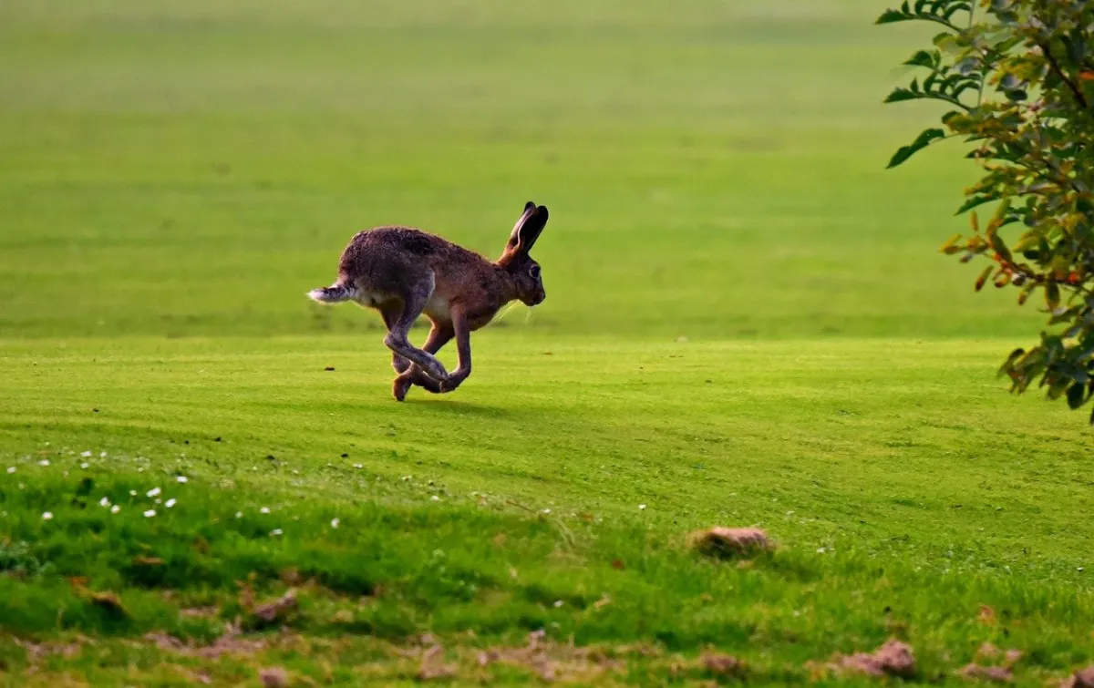 Keeping up with the Hare: Establishing a DevSec Culture