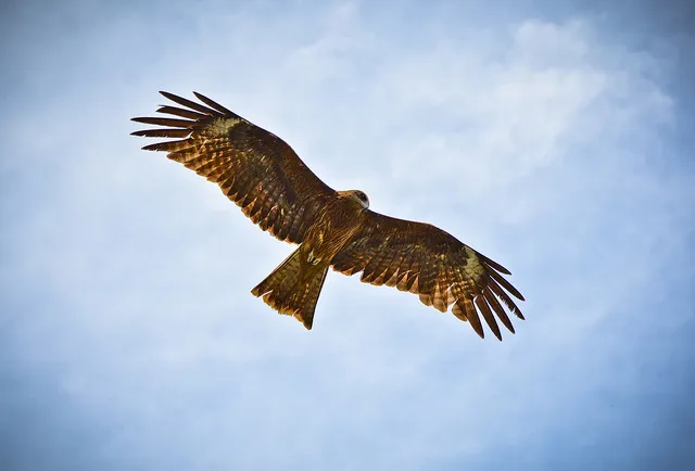 Pivotal Open Sources HAWQ to Build SQL in Hadoop